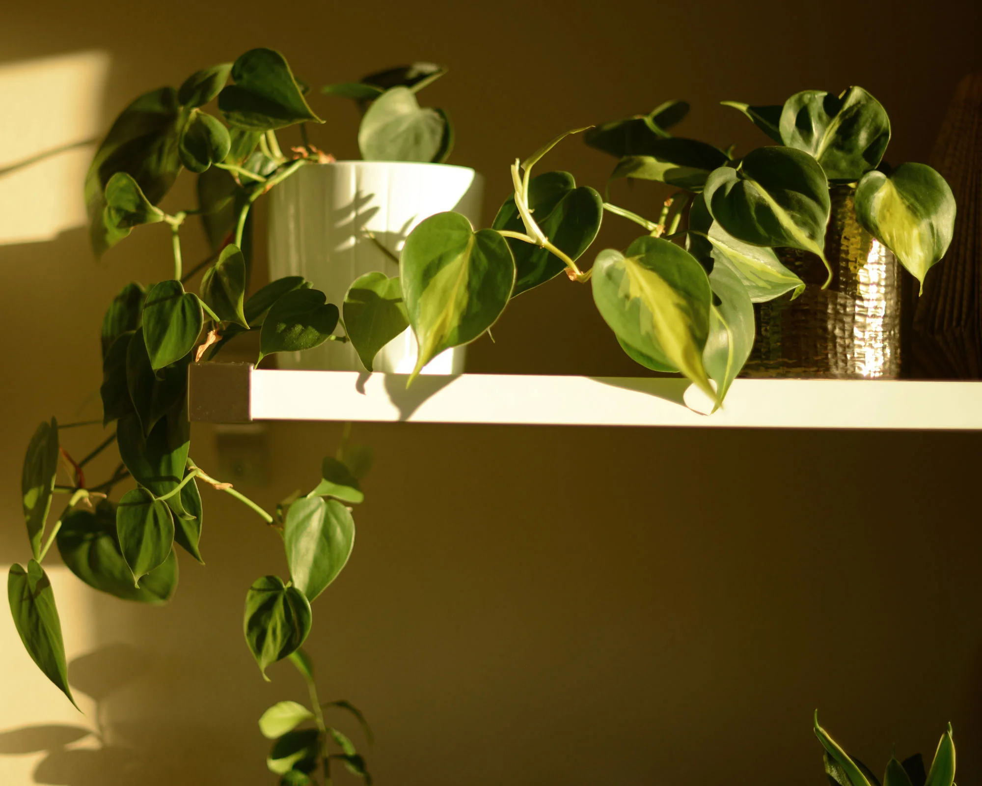 Philodendron plants trailing